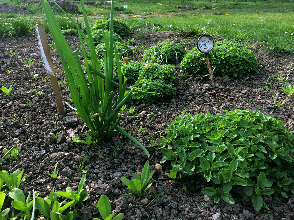 essbare stadt gemeinschaftsgarten leipzig