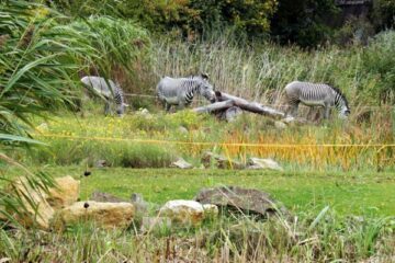 Zooschaufenster Leipzig