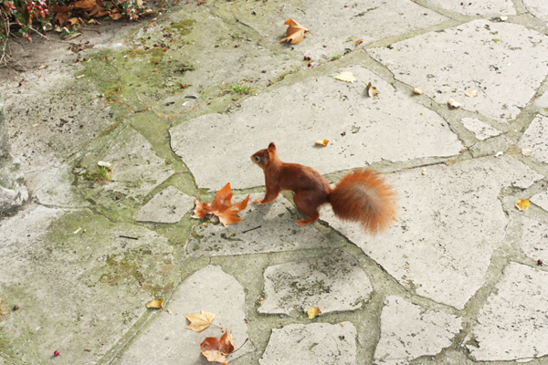 eichhörnchen im clara-zetkin-park leipzig