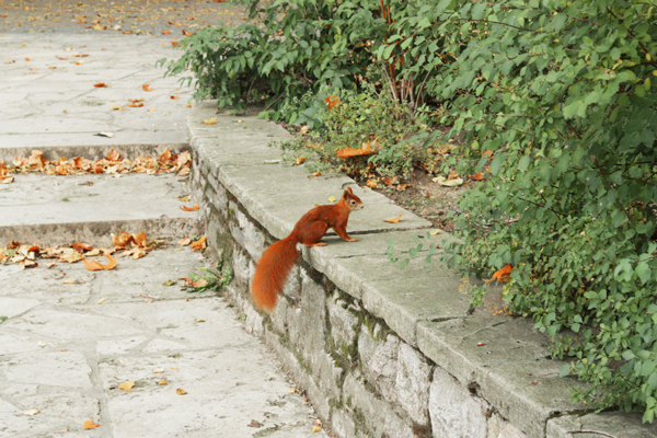 eichhörnchen im clara-zetkin-park