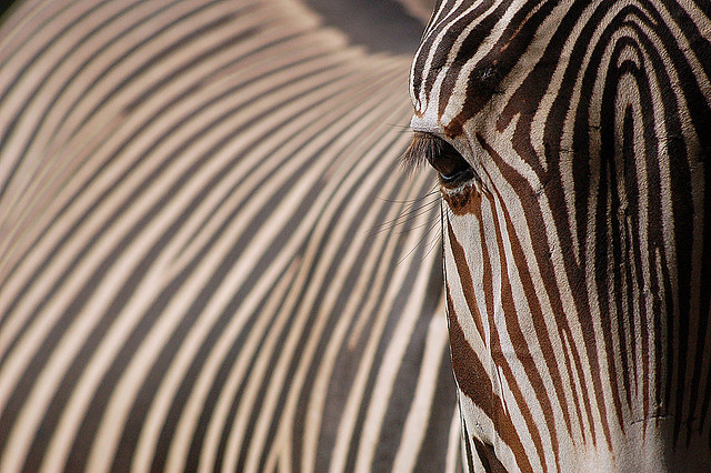 Zoo Leipzig