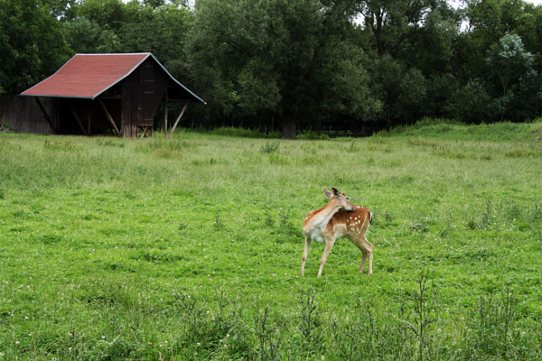 Wildpark Leipzig Rehe