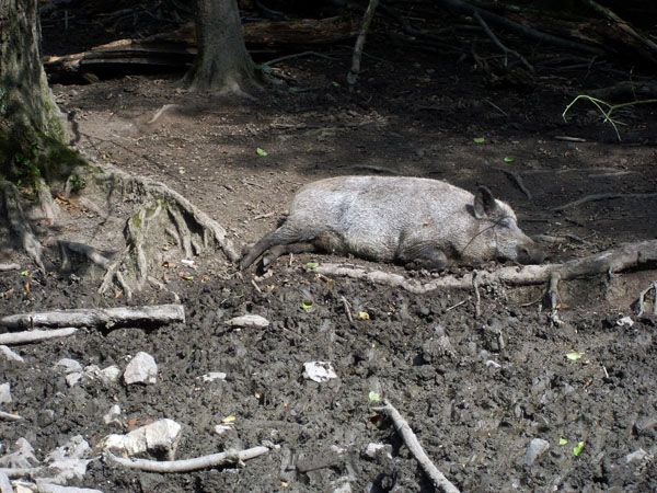 Wildpark Leipzig Wildschweine