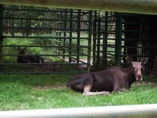 wildpark Leipzig Elche