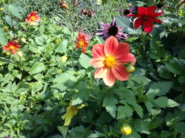 Stadtgarten Connewitz Blumen