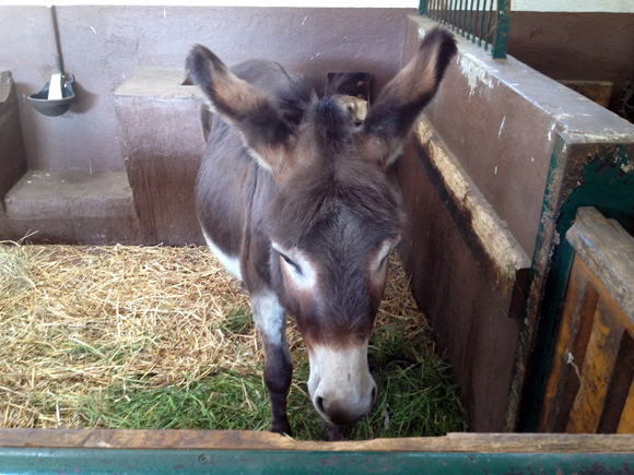 Haustierfarm Wildpark Leipzig