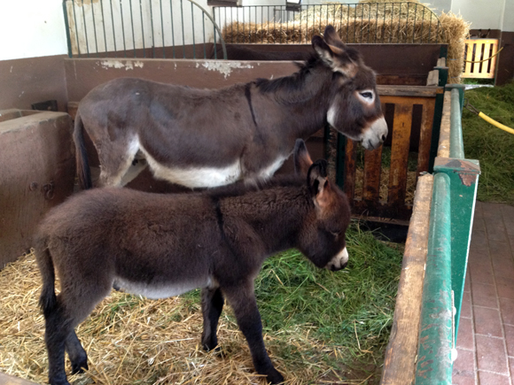 haustierfarm leipzig esel