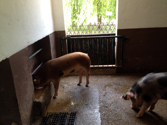 haustierfarm leipzig schweine