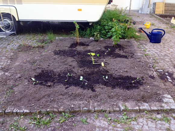 eigener garten anbau leipzig gemüse ernte mich