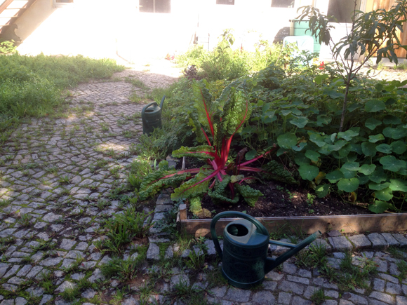 garten ernte mich leipzig gemüseanbau