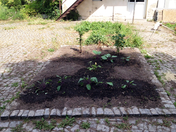 gartenanbau gemüse garten ernte mich