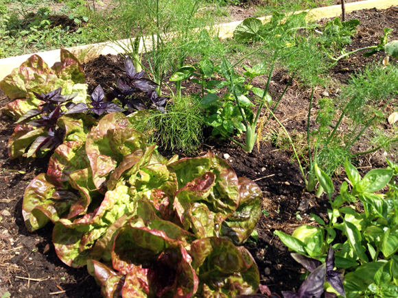 gemüse garten ernte mich