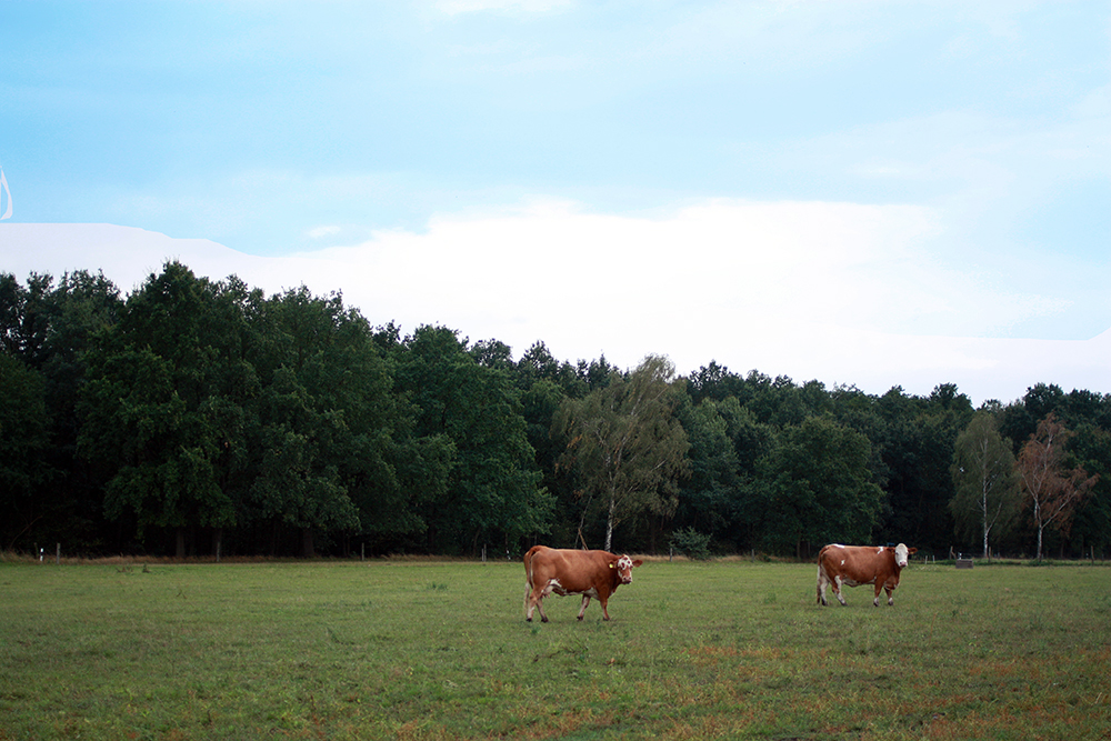 kupsal-noitzsch-kuehe