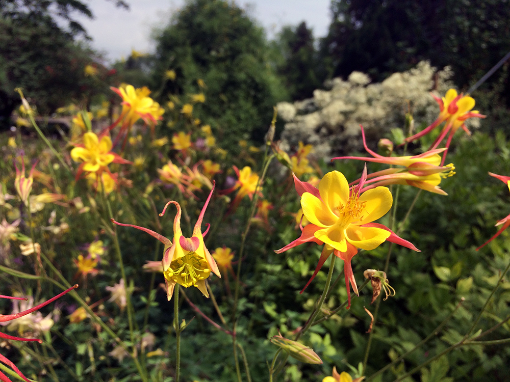 Botanischer Garten Blüten