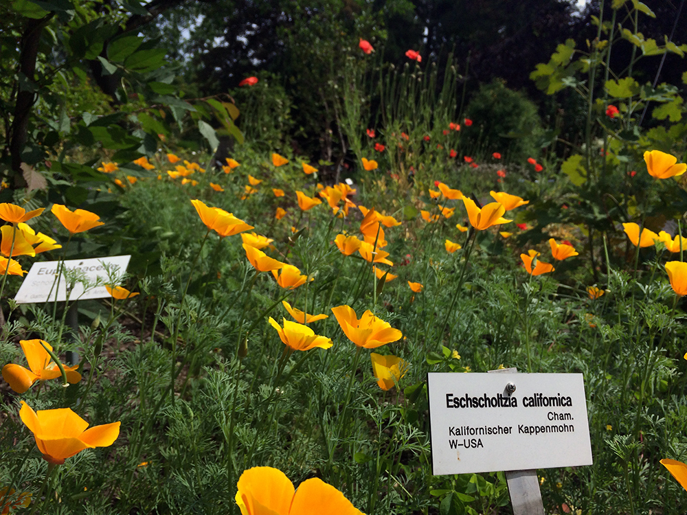 Botanischer Garten Blumen