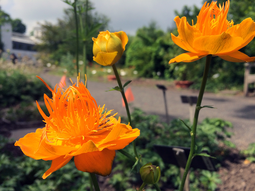 botanischergarten leipzig