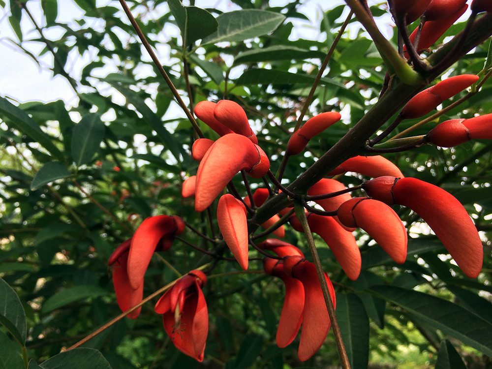 botanischergarten