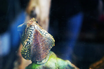 Regenwaldmuseum Leipzig