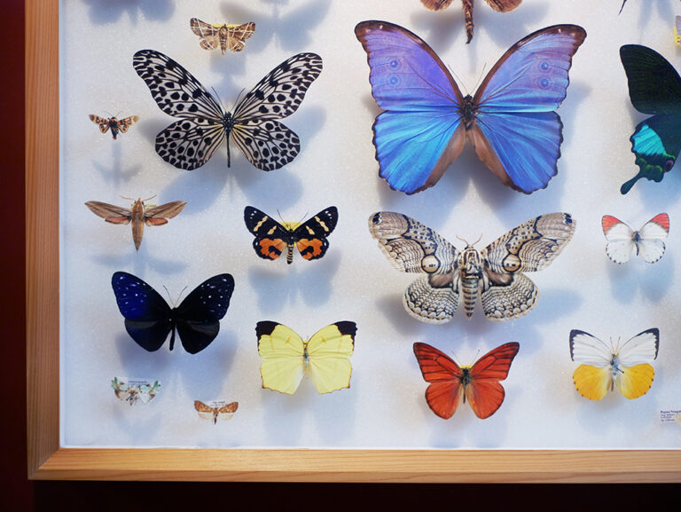 Phyllodrom Das Regenwaldmuseum in Leipzig