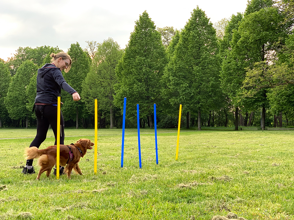 fitness hund