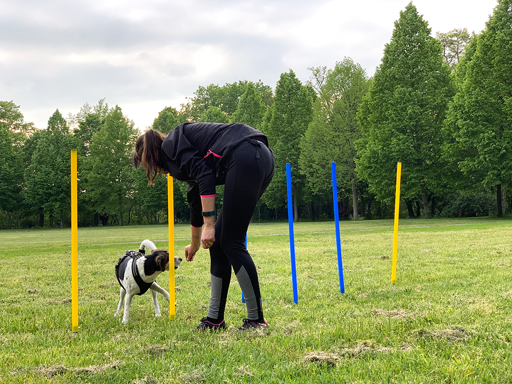 hundetraining leipzig