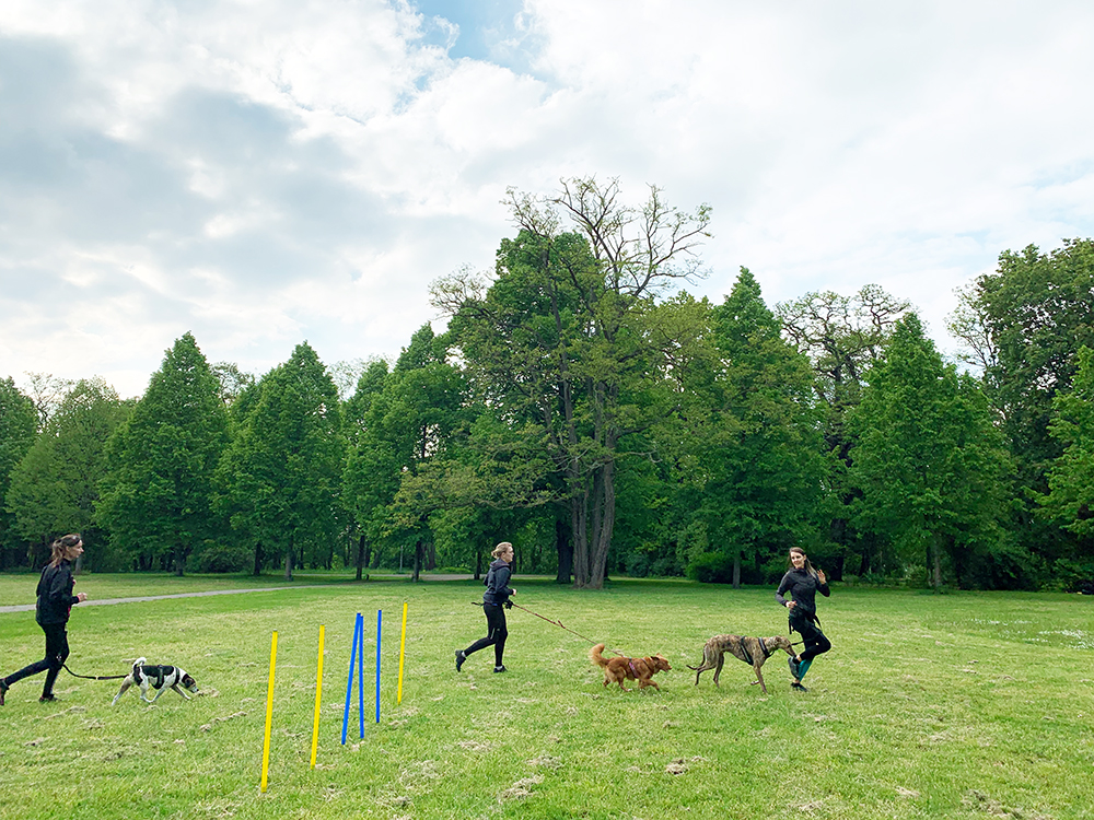 team fit mit hund