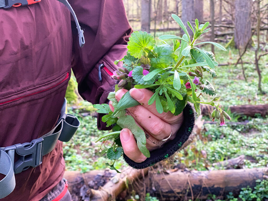 Heilkräuter Wanderung Leipzig