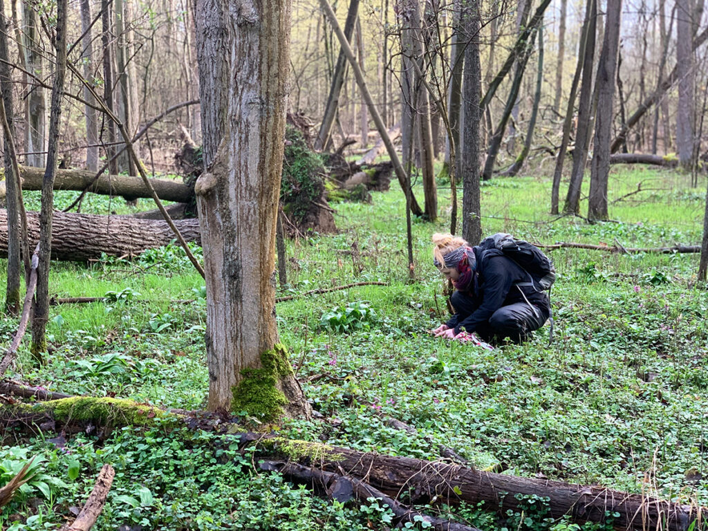 Wildkräuterwanderung Aeracura Wildnisschule