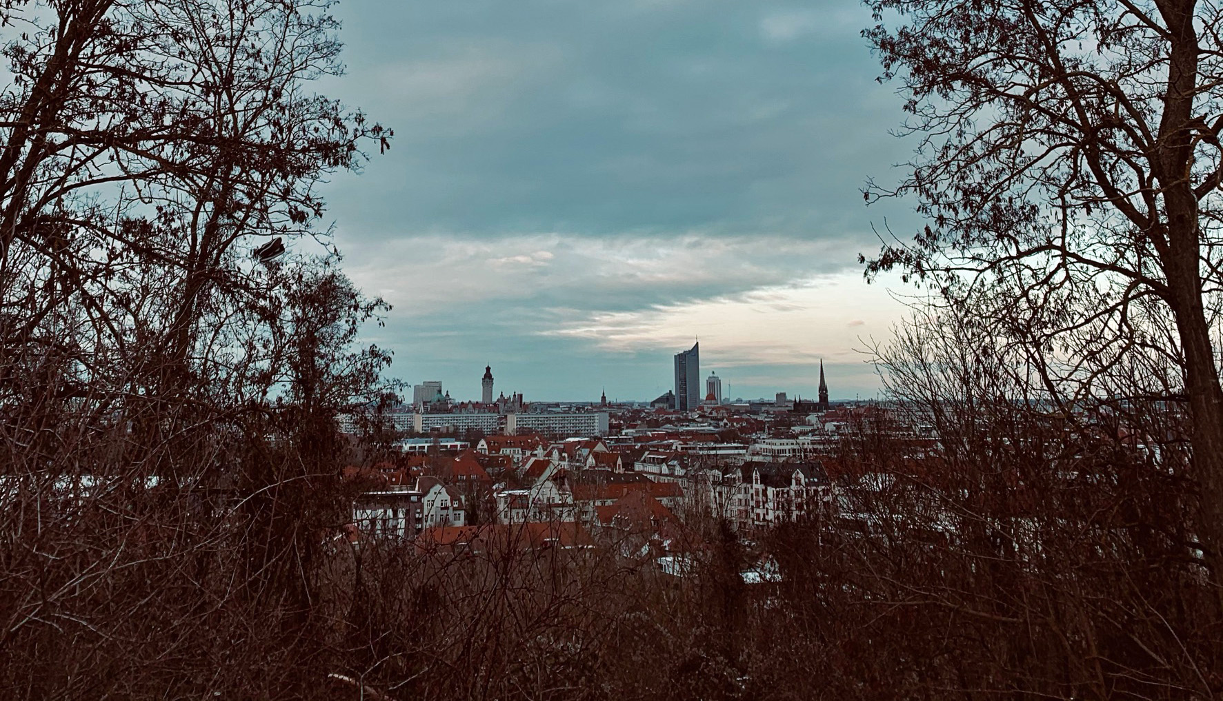 Straßenbäume leipzig