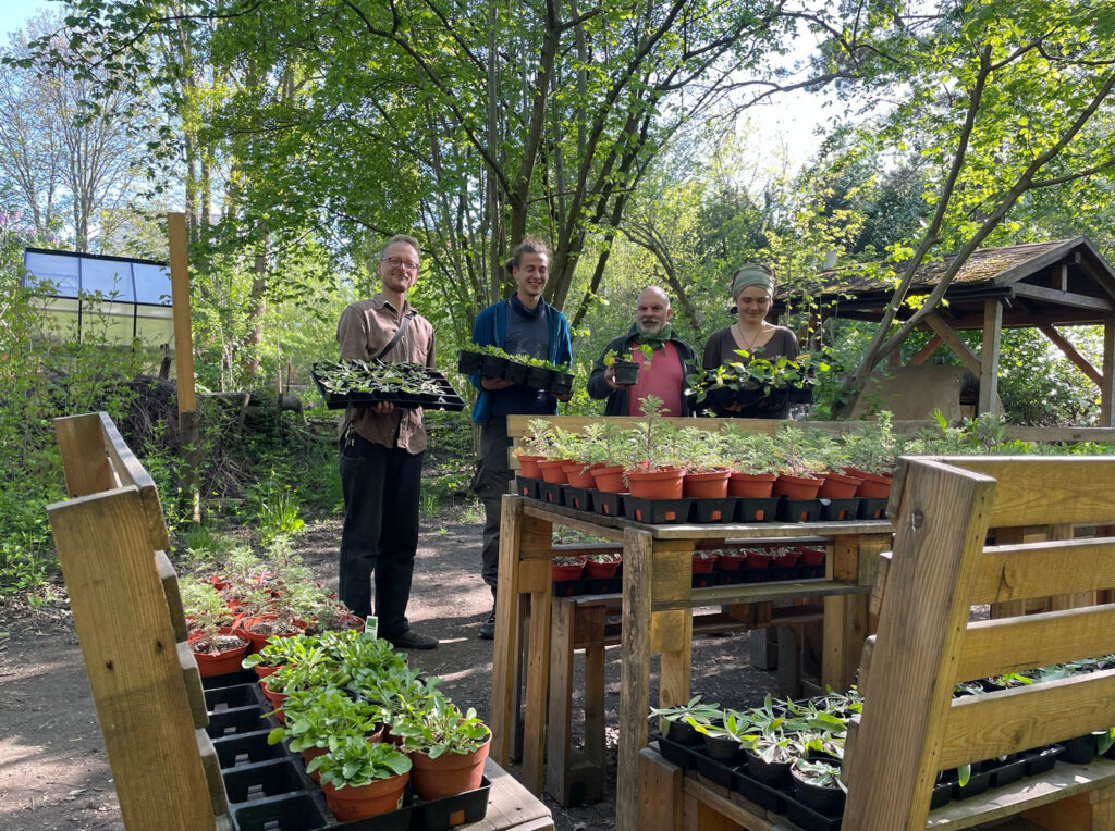 Baumbeete Leipzig Jungpflanzen