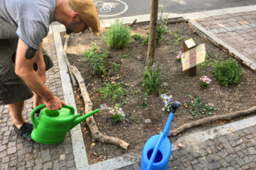 Leipzig blüht auf Baumscheibe pflanzen