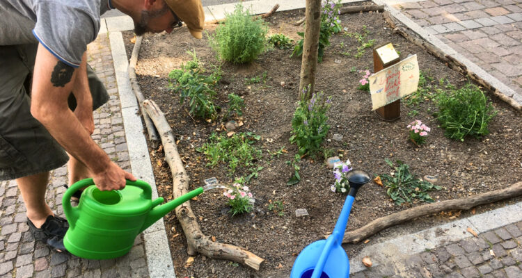 Leipzig blüht auf Baumscheibe pflanzen