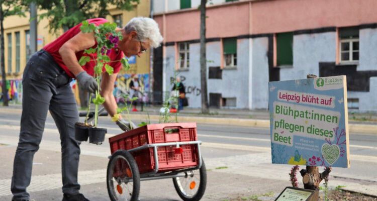Blühbeete Baumscheiben Leipzig pflanzen