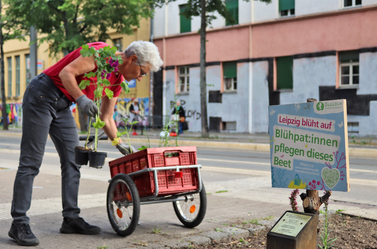 Blühbeete Baumscheiben Leipzig pflanzen