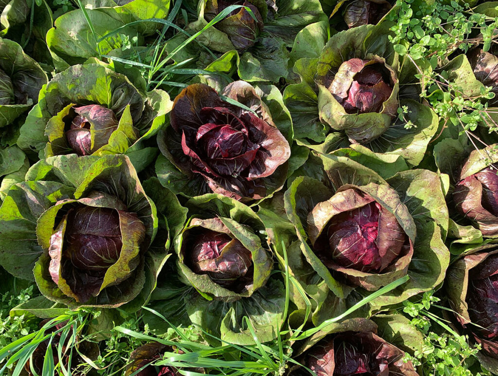 Kola Leipzig Gemüse Solawi