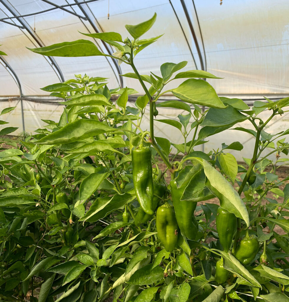 Kola Leipzig Paprika-Plantage