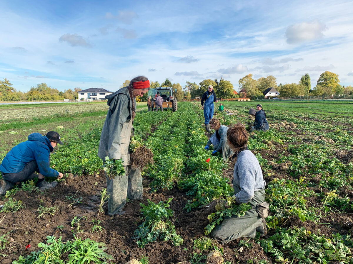 KoLa Leipzig Gemüsefelder vor den Toren der Stadt