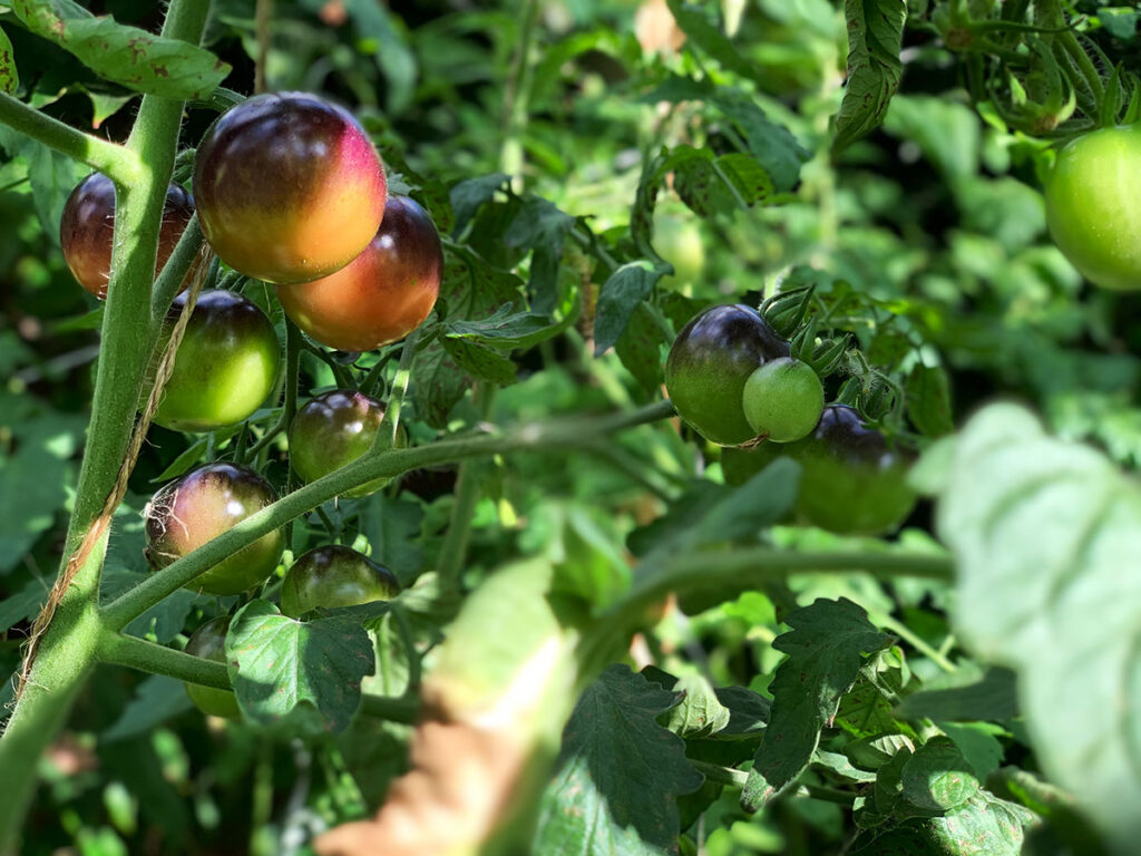 Stadtgarten H17 Tomaten