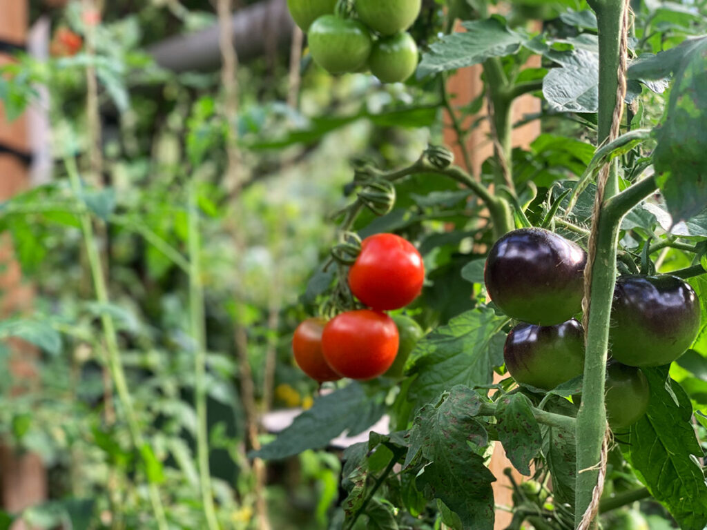 Stadtgarten H17 Tomatenanbau