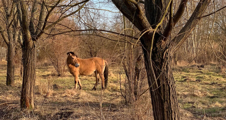 Grüner Bogen Leipzig
