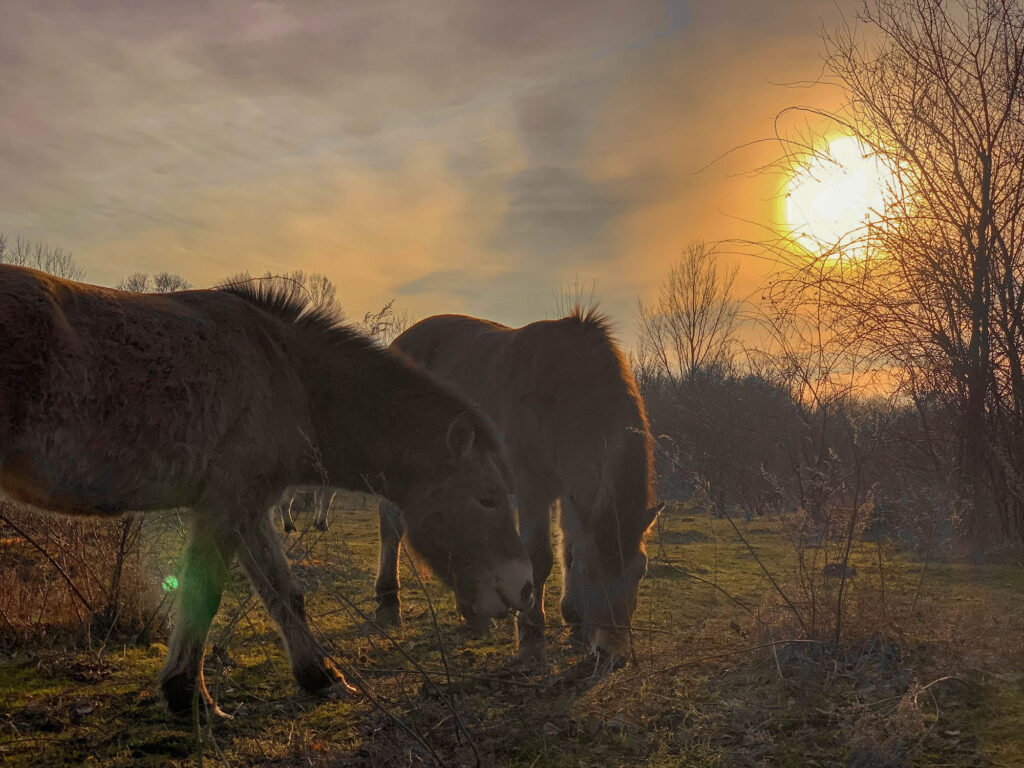 Grüner Bogen Paunsdorf Wildpferde