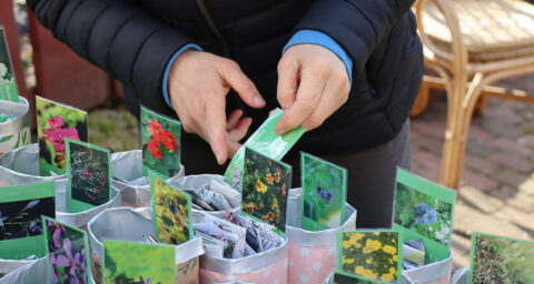 Verschenke- und Tauschmarkt für Saatgut und Pflanzen im Stadtgarten