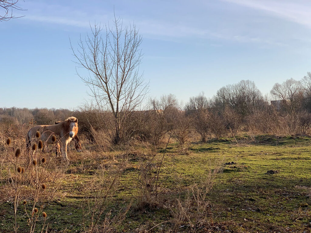 Wildpferde Grüner Bogen Paunsdorf