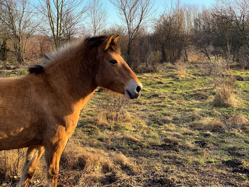 Wildpferde Paunsdorf Grüner Bogen Leipzig