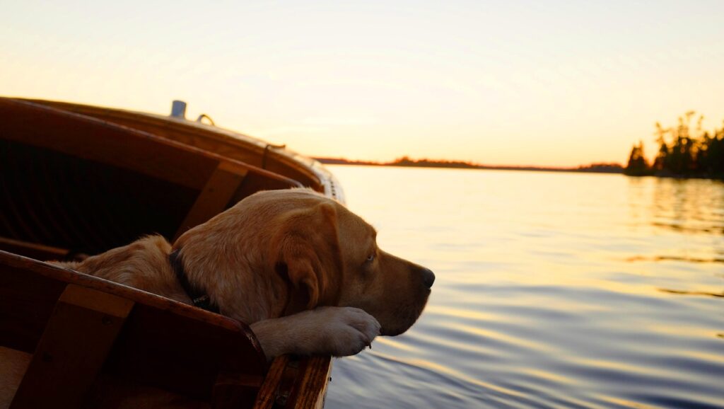 Leipzig mit Hund Boot fahren