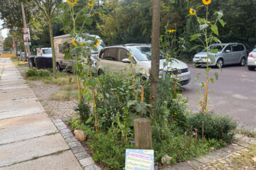 Baumbeet bepflanzt - 1 © Ökolöwe