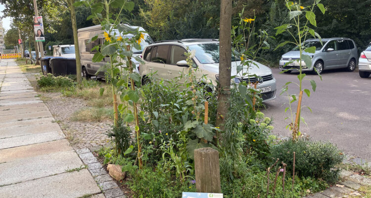 Baumbeet bepflanzt - 1 © Ökolöwe