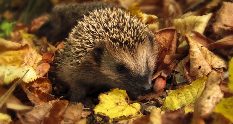 Igelchen Leipzig