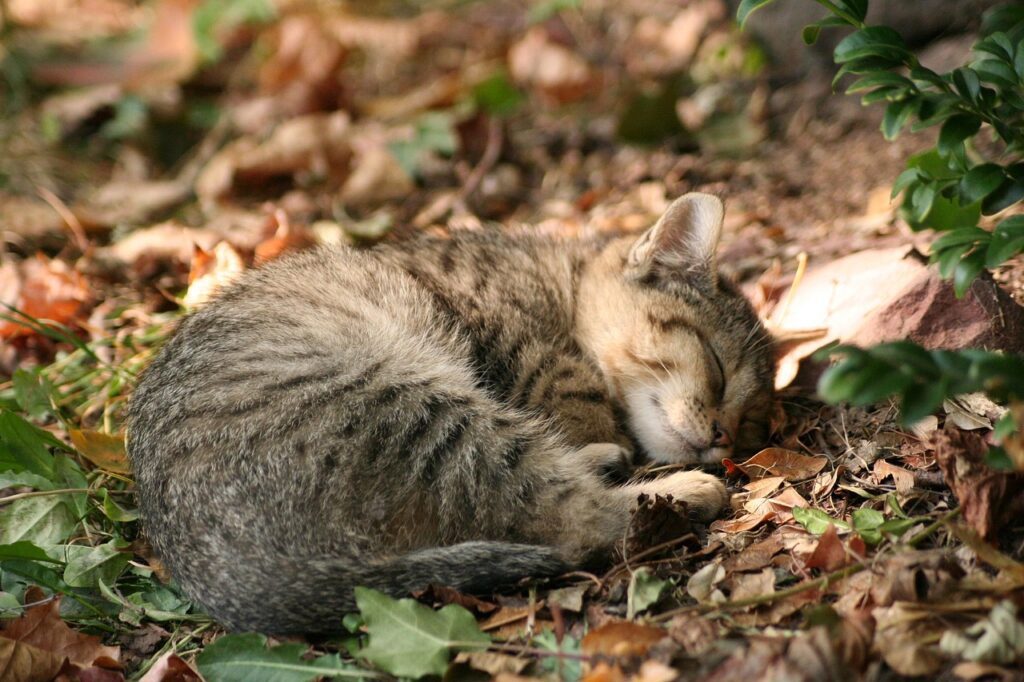 Katze im Laub Herbst