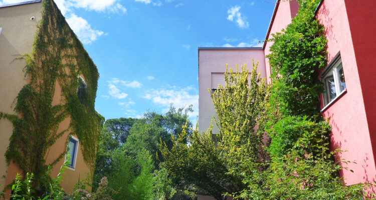 Kletterfix Ökolöwe